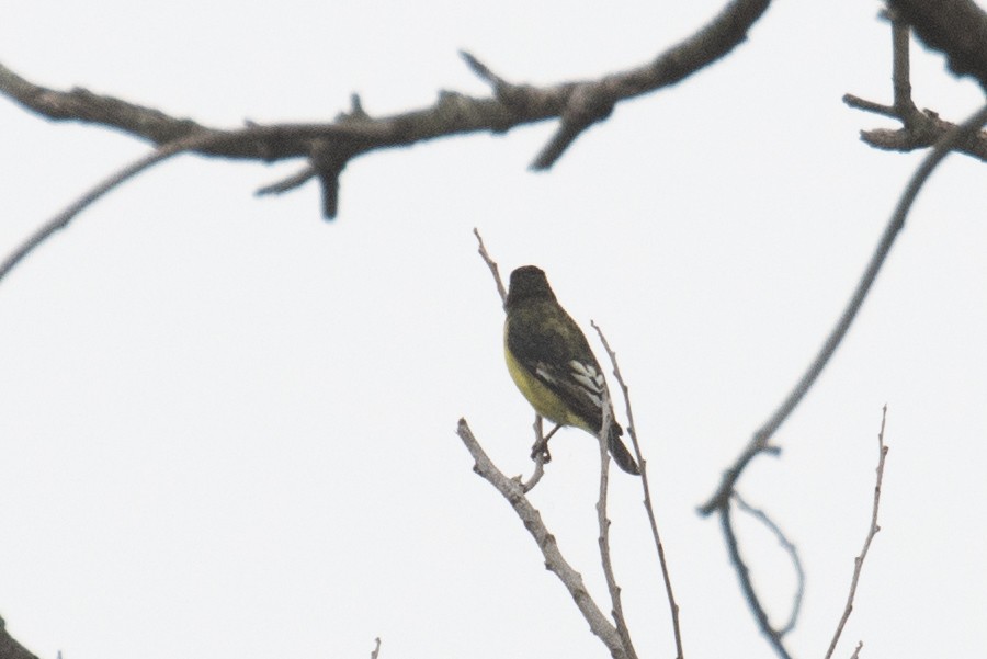 Lesser Goldfinch - ML646945850