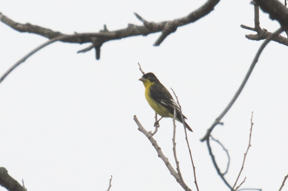 Lesser Goldfinch - ML646945851