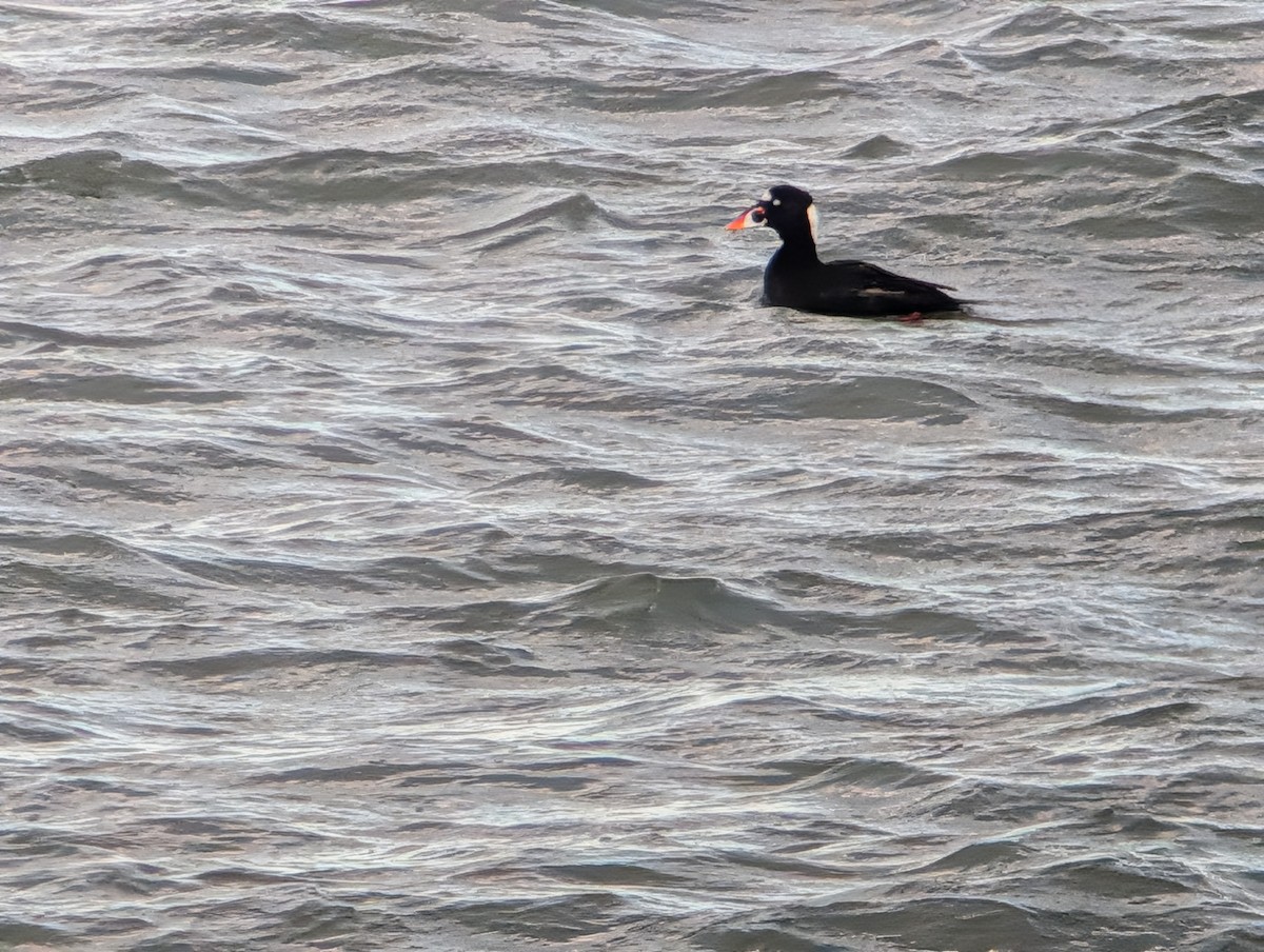 Surf Scoter - ML646945852