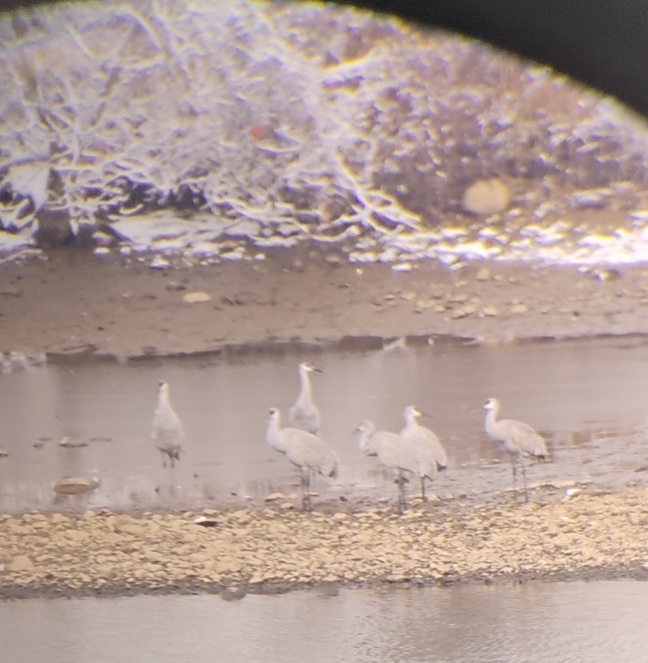 jeřáb kanadský - ML646945853