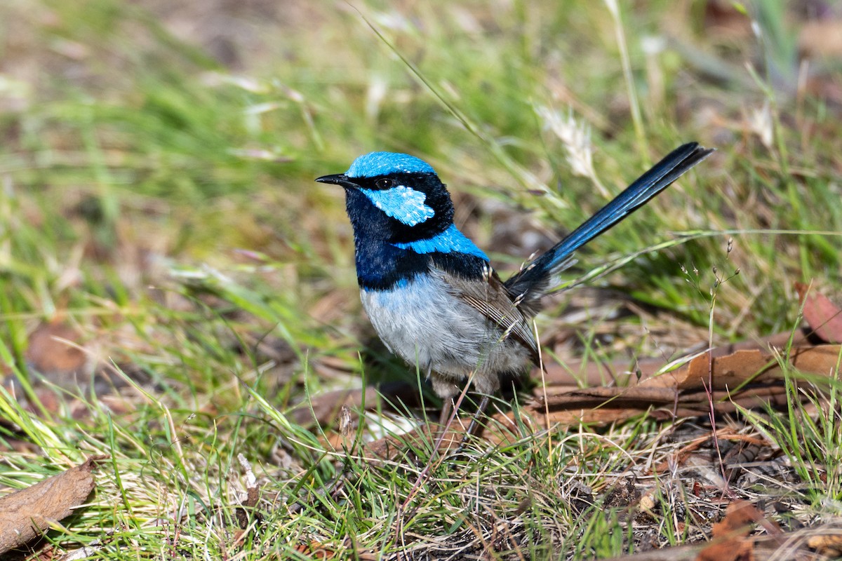 Superb Fairywren - ML646945854
