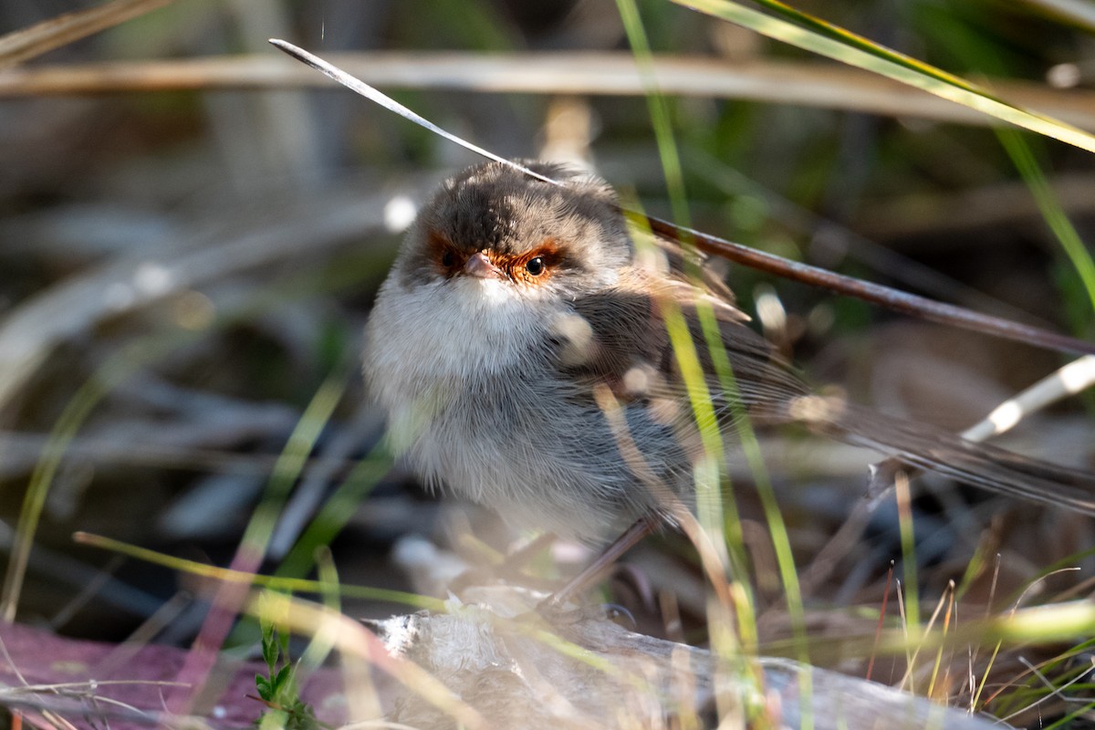 Superb Fairywren - ML646945855