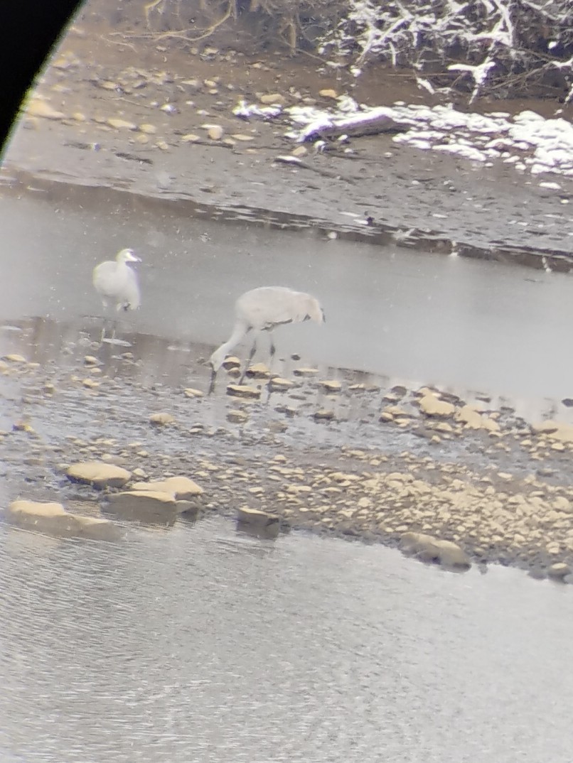 jeřáb kanadský - ML646945856