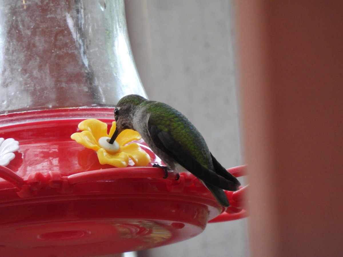 Anna's Hummingbird - ML646945857