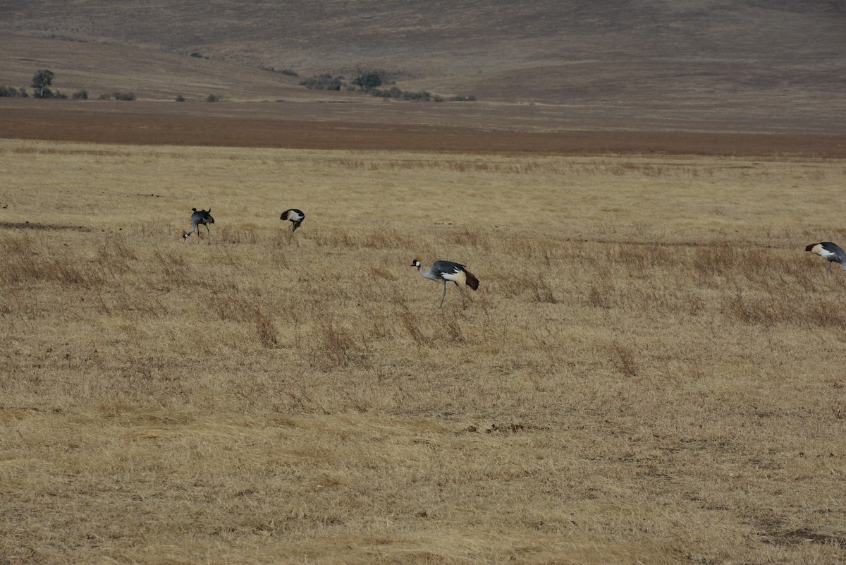 Gray Crowned-Crane - ML646945862