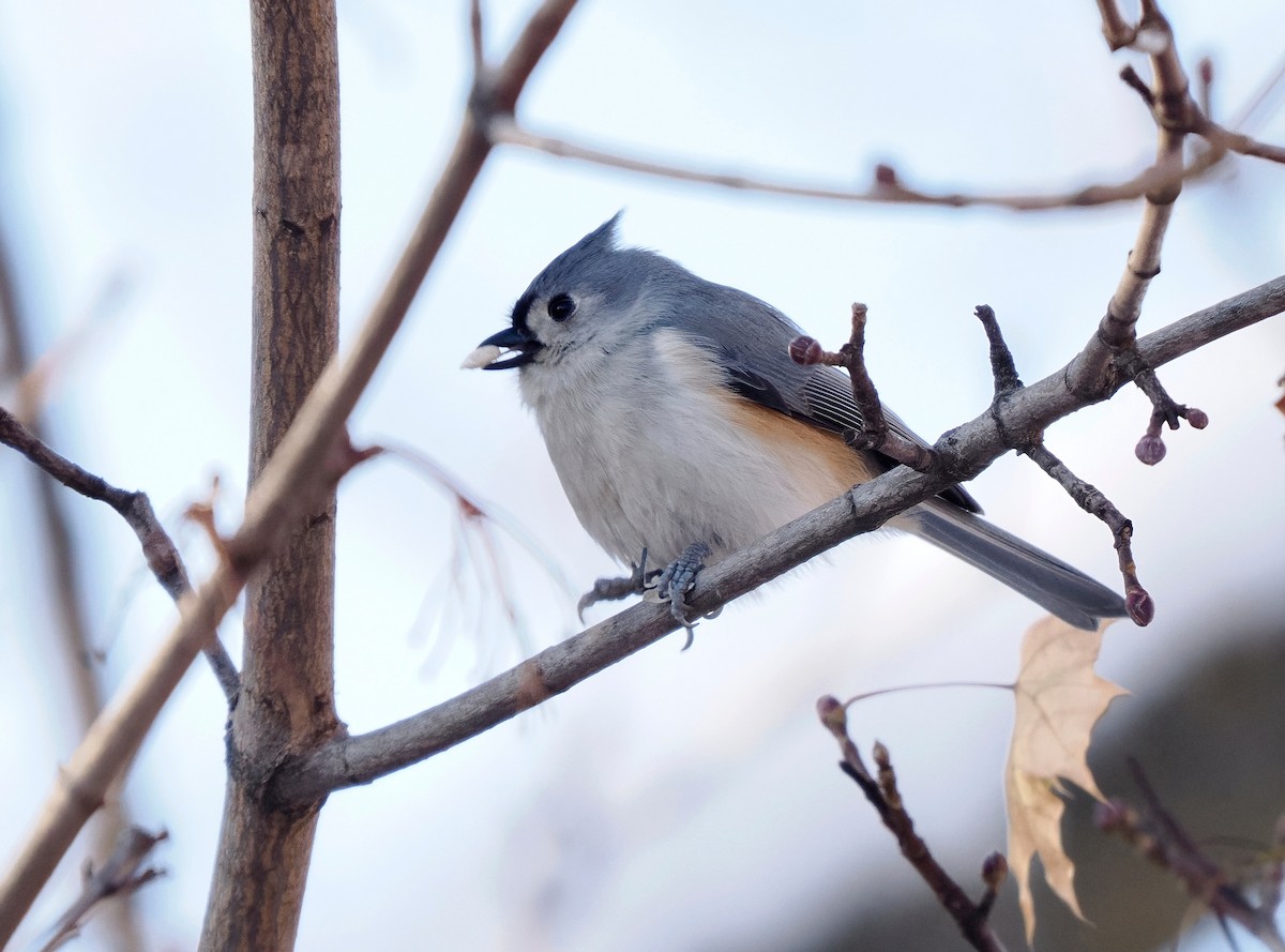Tufted Titmouse - ML646945866