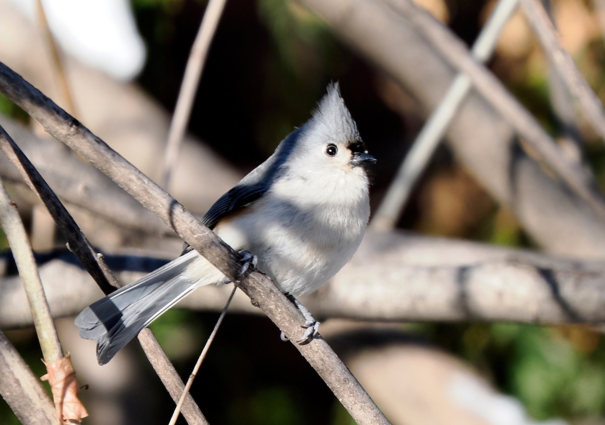 Tufted Titmouse - ML646945867