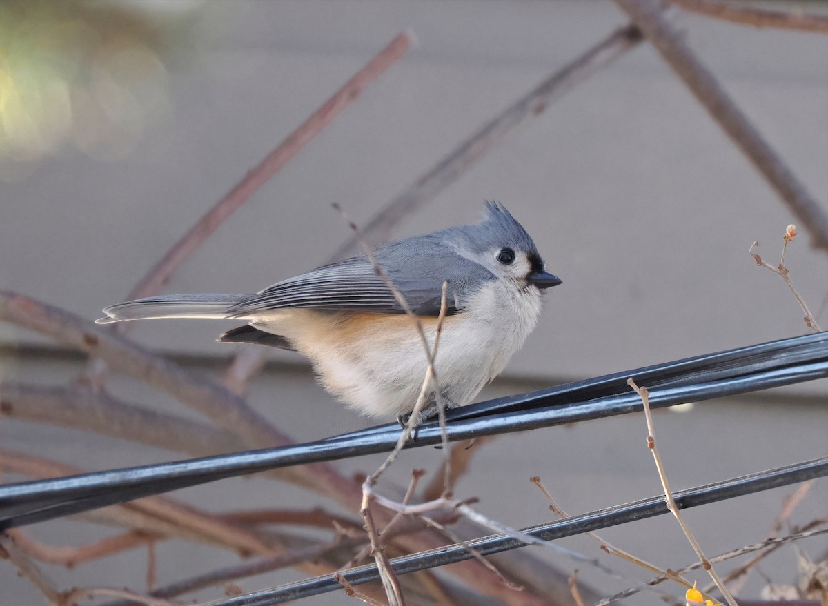 Tufted Titmouse - ML646945868