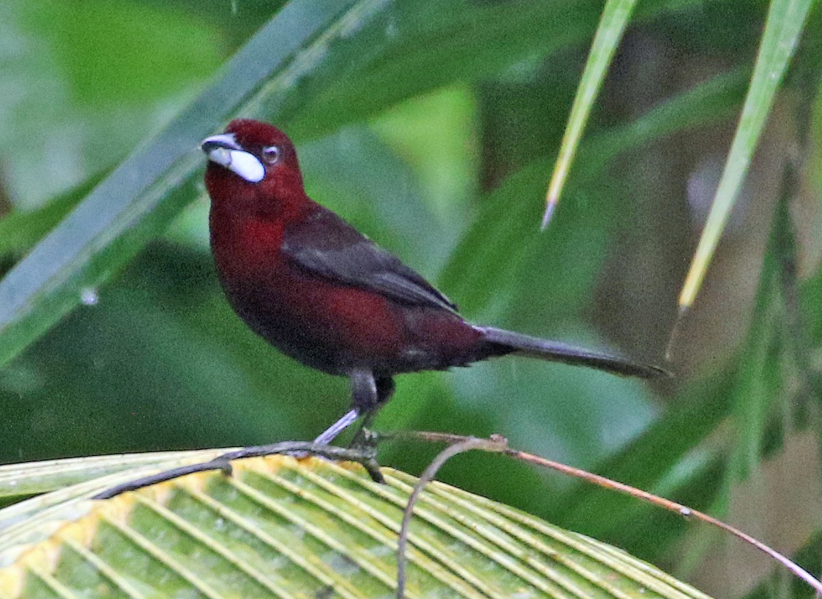 Purpurtangare - ML646945869