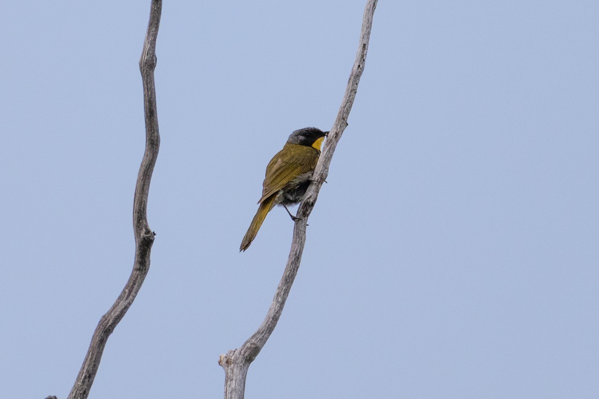 Yellow-throated Honeyeater - ML646945875