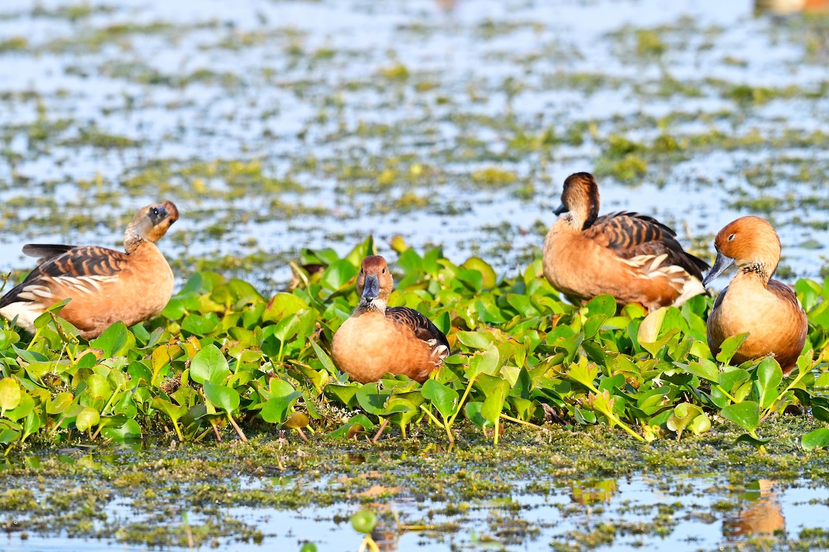 Fulvous Whistling-Duck - ML646945876