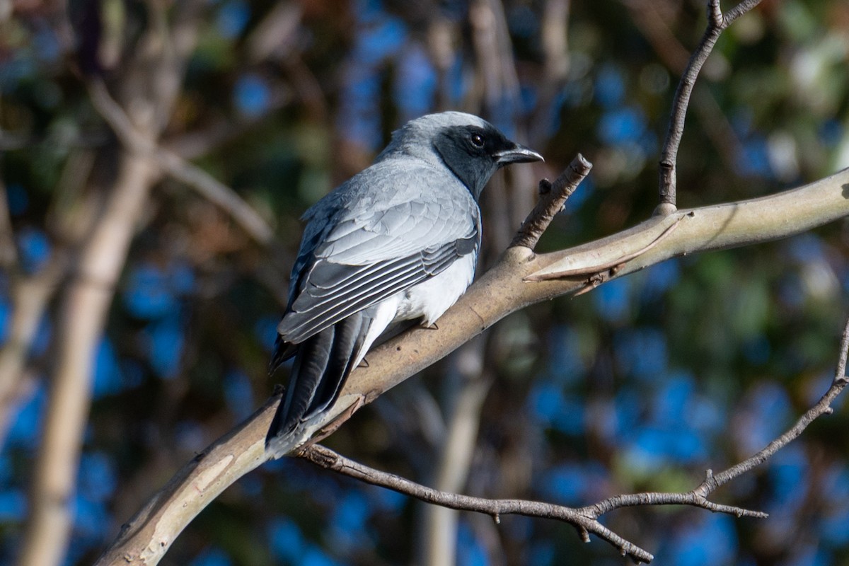 Black-faced Cuckooshrike - ML646945879