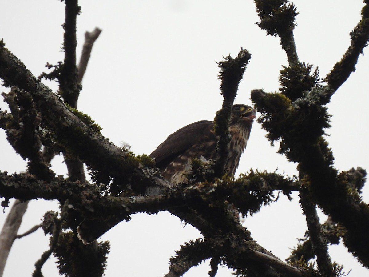 Merlin - ML646945881