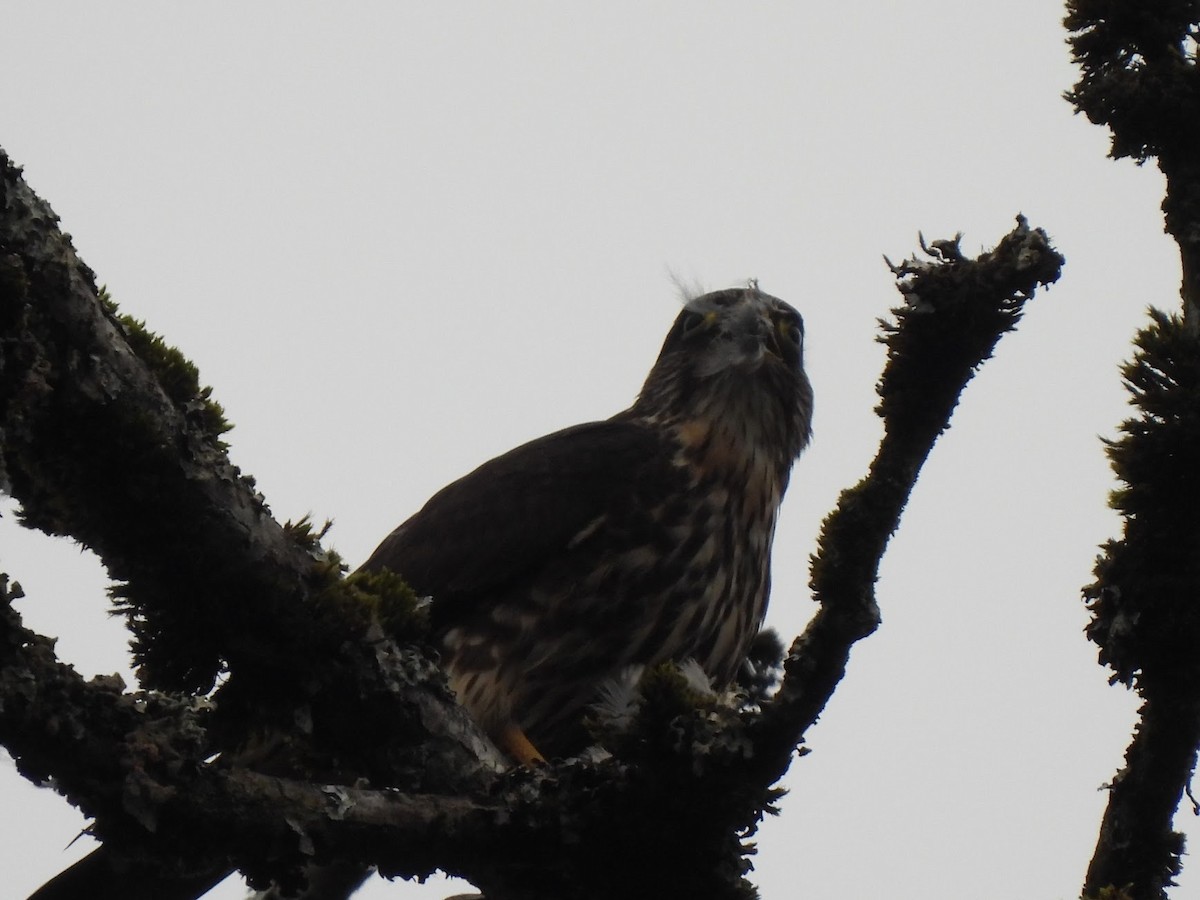 Merlin - ML646945882