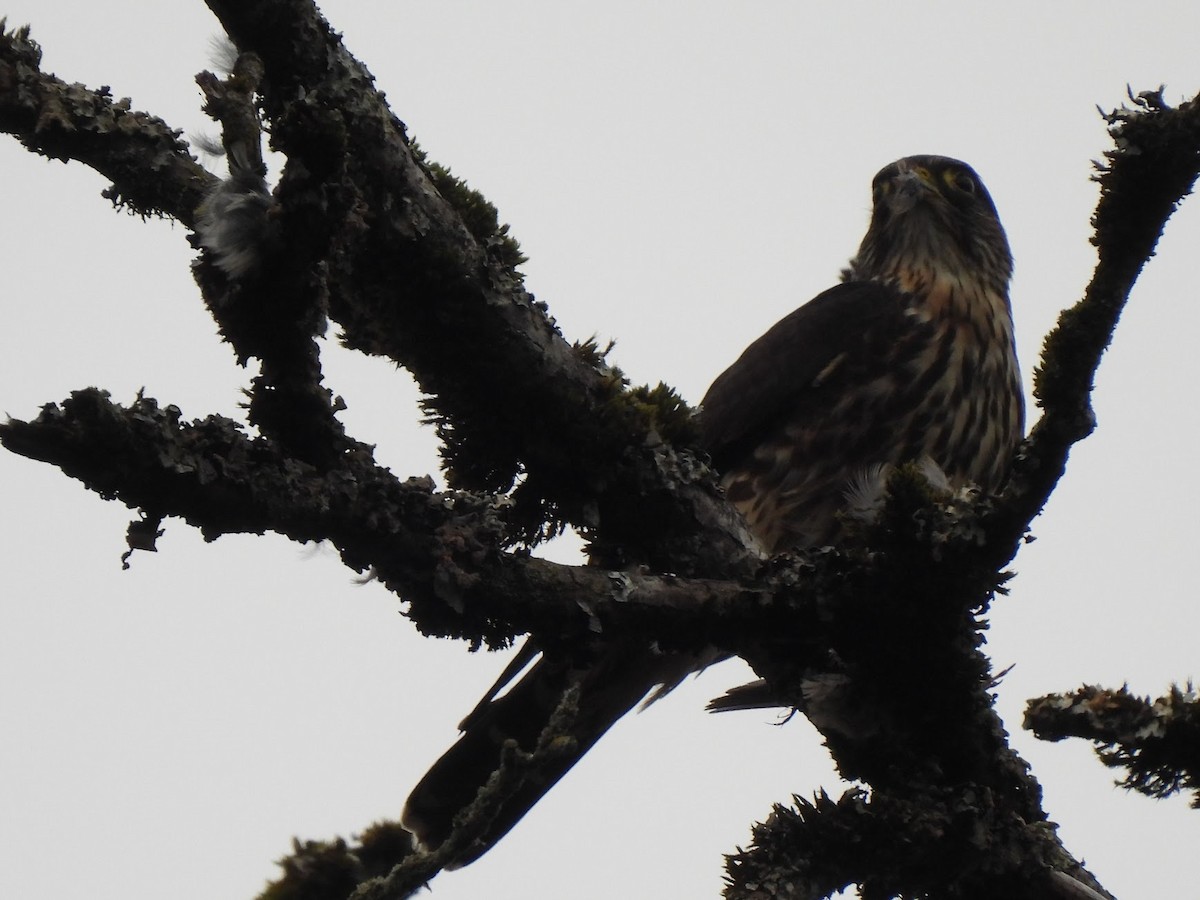 Merlin - ML646945883