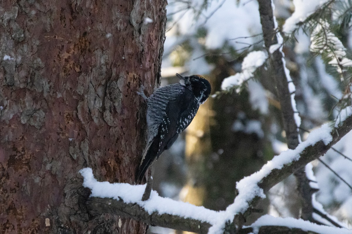 datlík smrkový - ML646945885