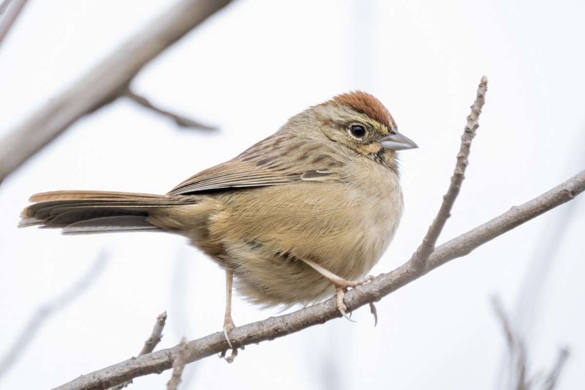 Rufous-crowned Sparrow - ML646945887
