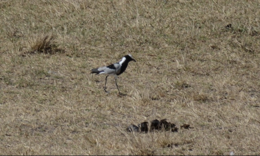 Blacksmith Lapwing - ML646945888