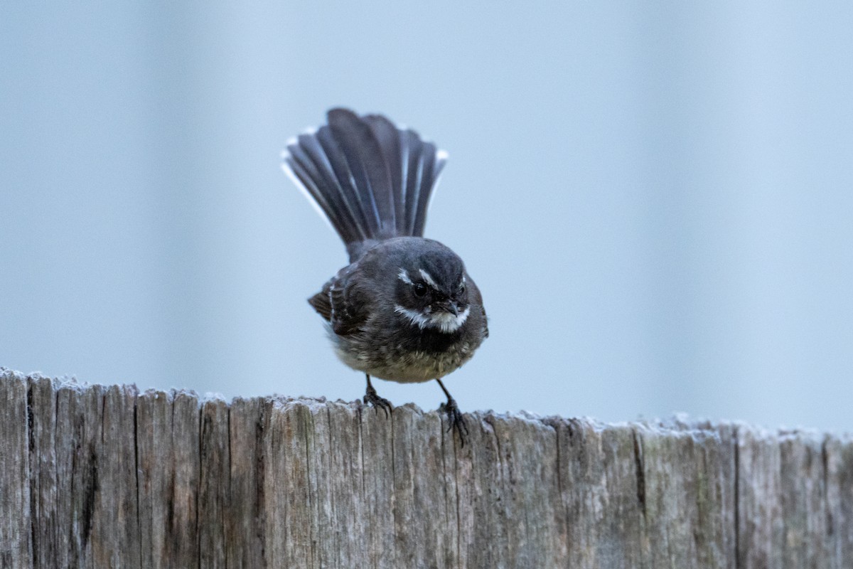 Gray Fantail - ML646945891