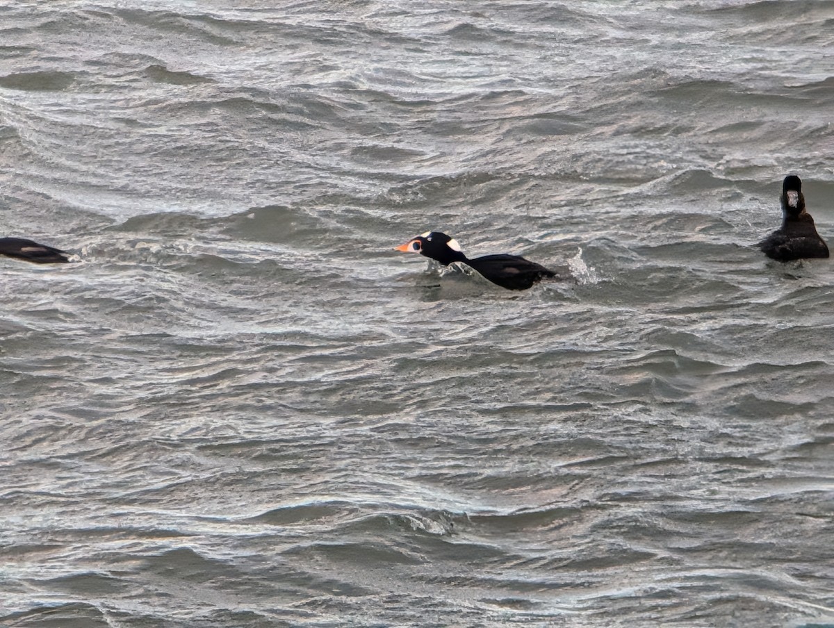Surf Scoter - ML646945893