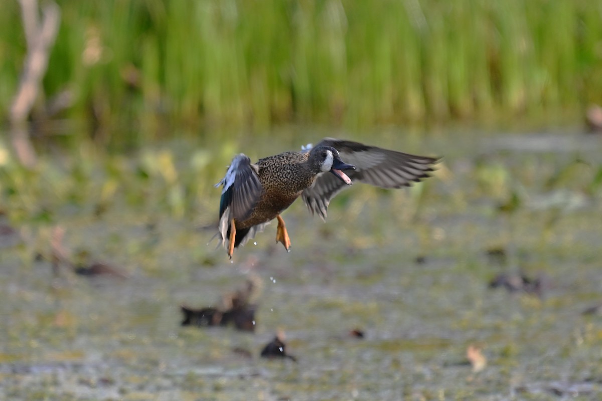 Blue-winged Teal - ML646945895
