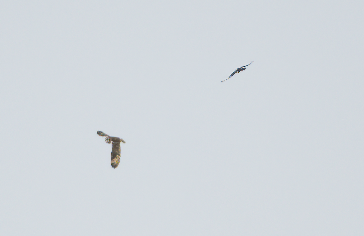 Хулгар гуйванга - ML646945896