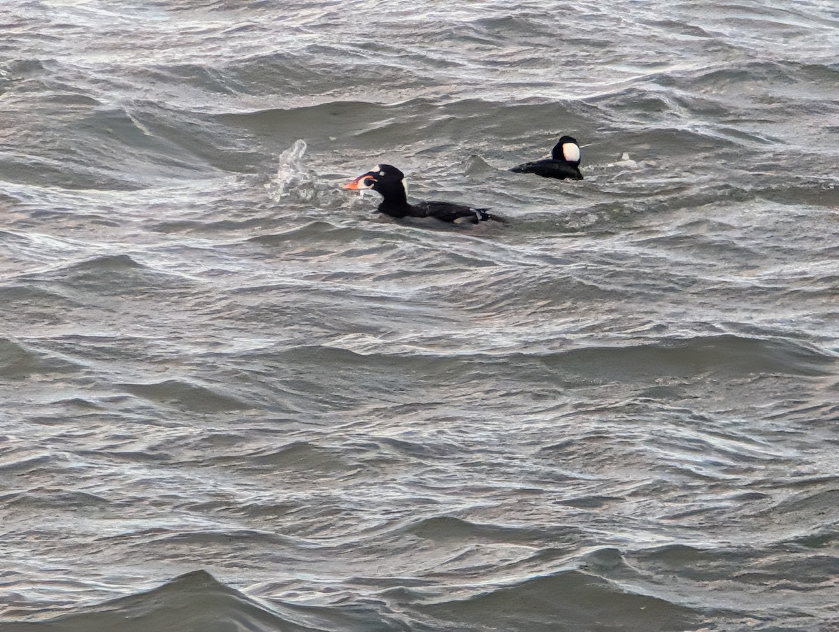 Surf Scoter - ML646945897