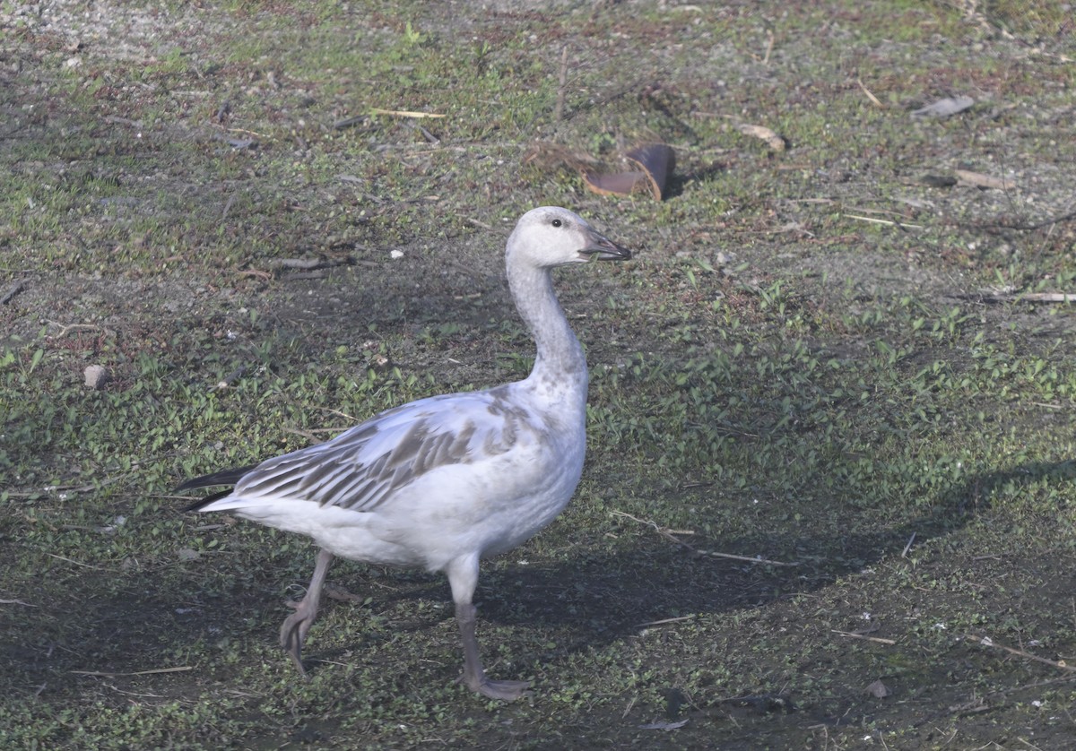 Oca delle nevi - ML646945901