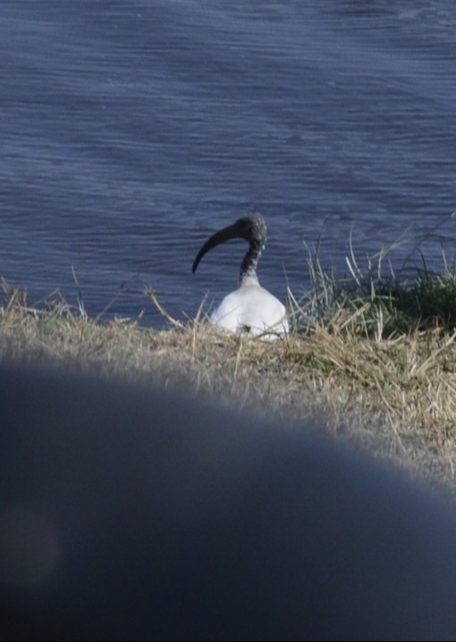 איביס קדוש - ML646945903