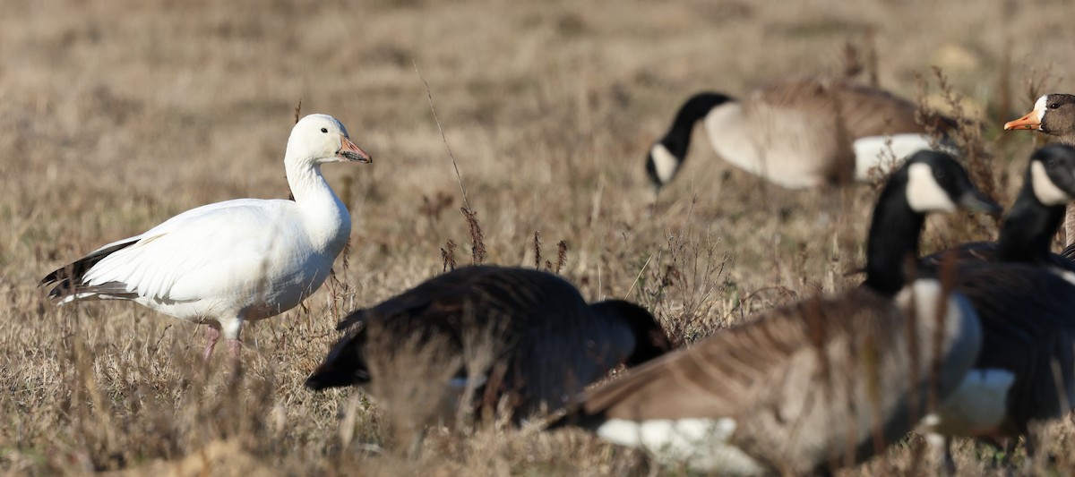 Snow Goose - ML646945904