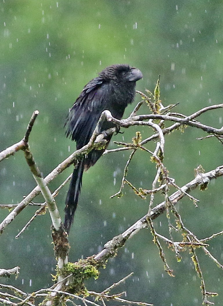 Glattschnabelani - ML646945907