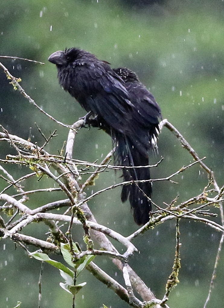 Glattschnabelani - ML646945908