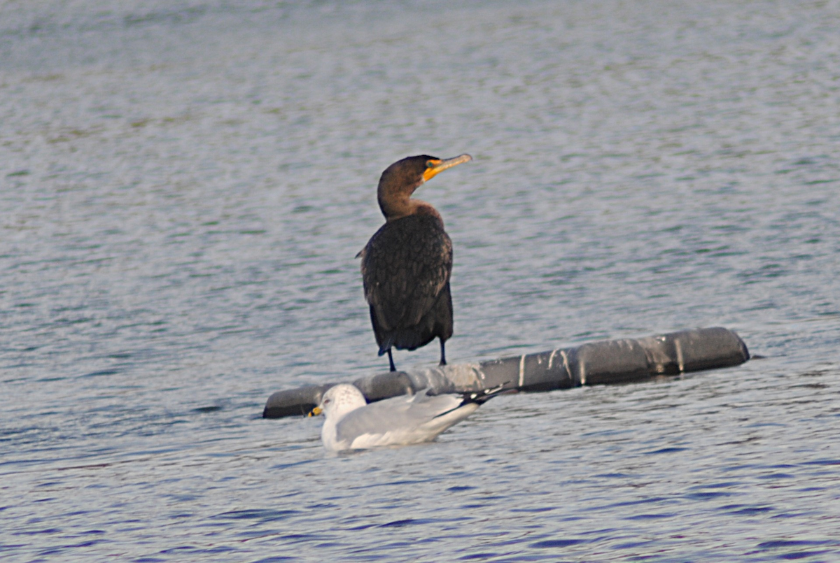 Double-crested Cormorant - ML646945911