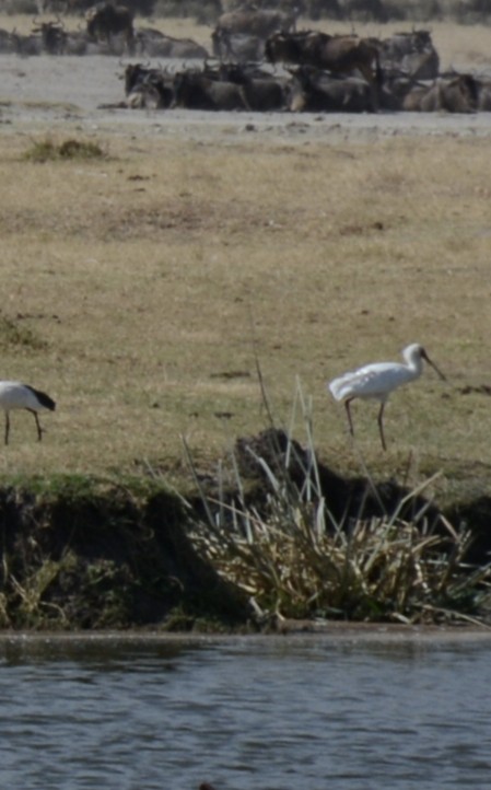 כפן אפריקני - ML646945912