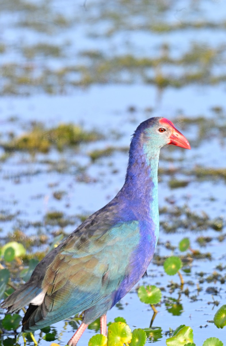 Gray-headed Swamphen - ML646945913