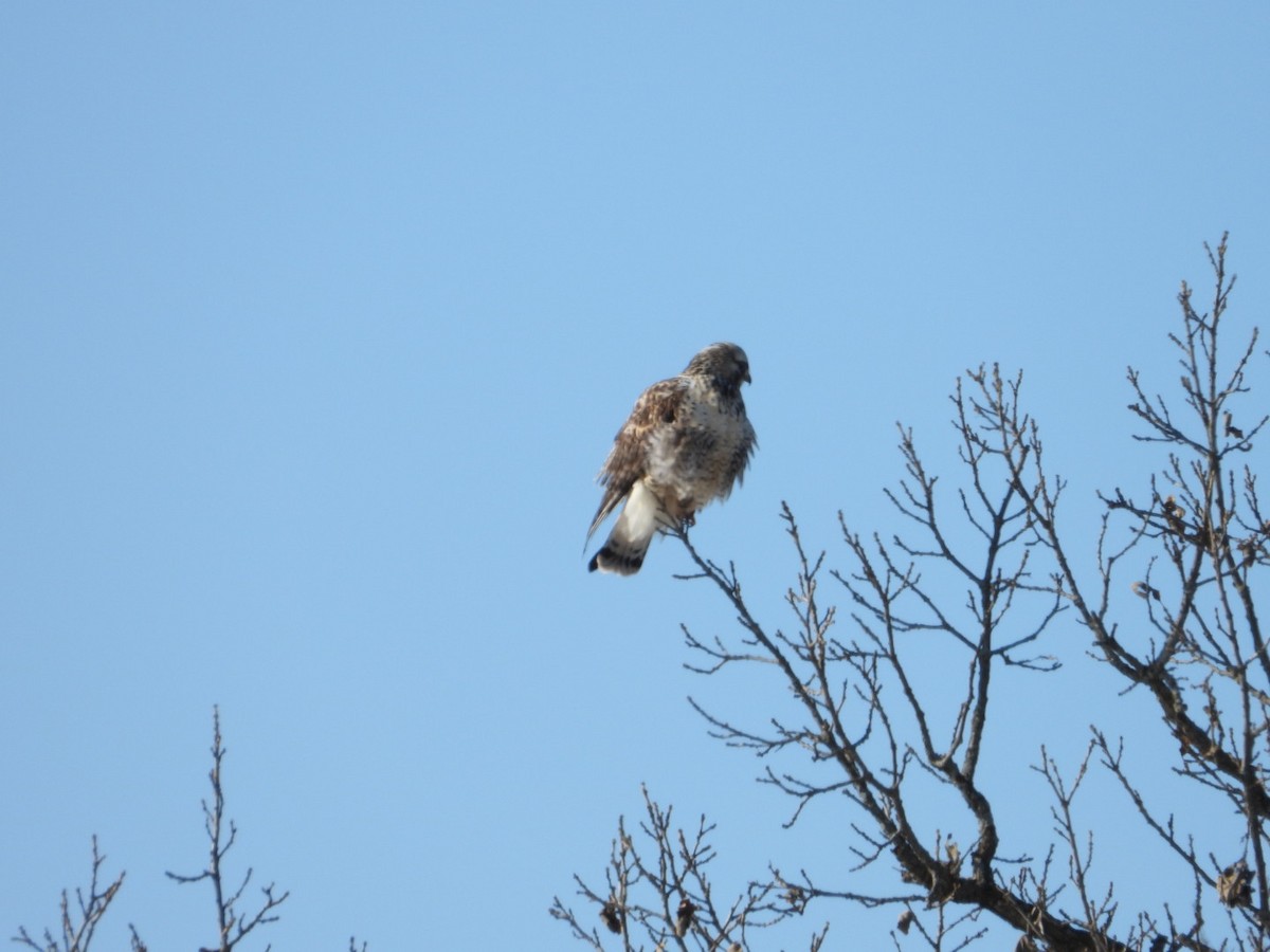 Rough-legged Hawk - ML646945914