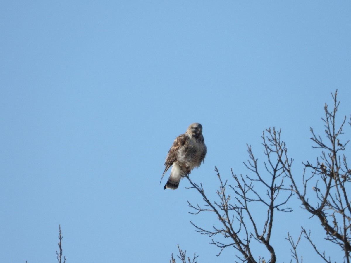 Rough-legged Hawk - ML646945915