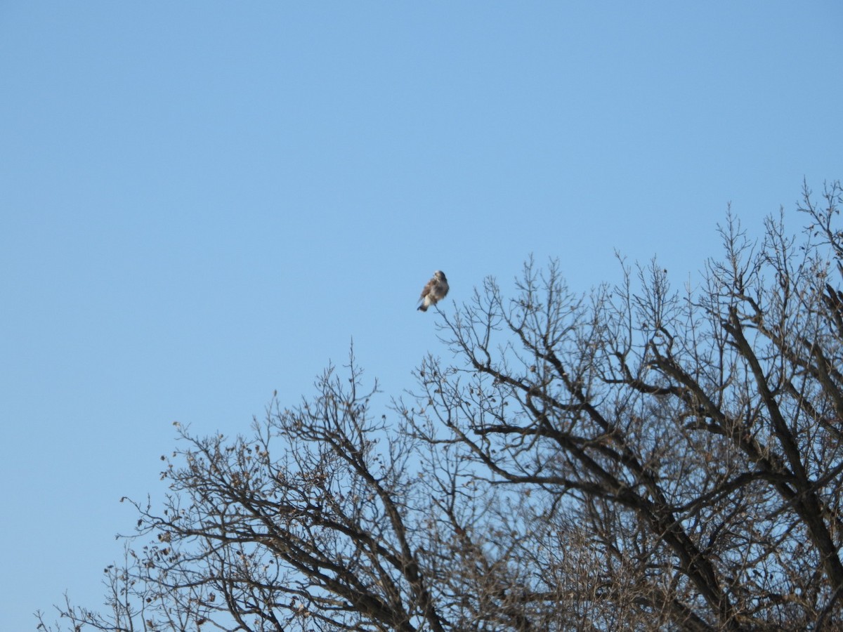 Rough-legged Hawk - ML646945916