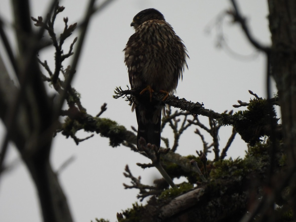 Merlin - ML646945917