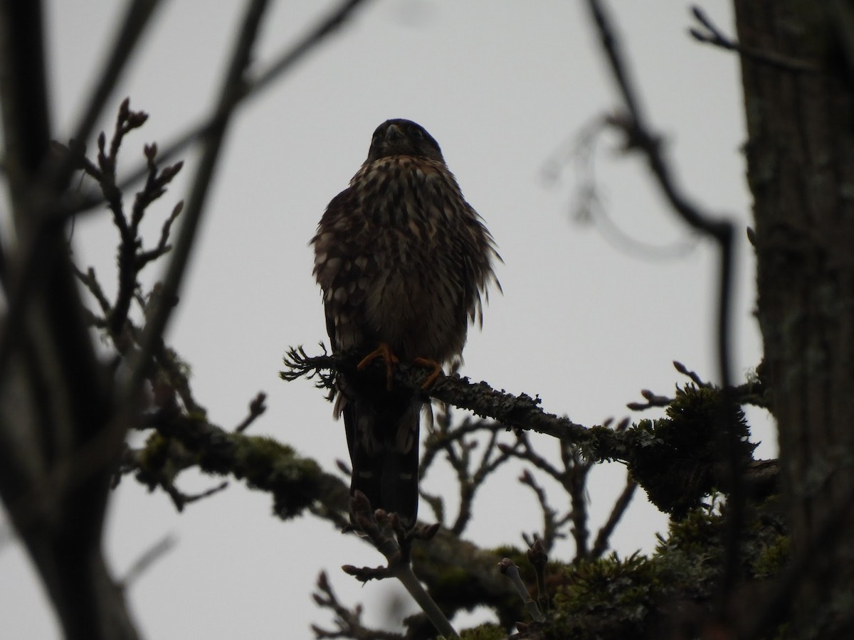 Merlin - ML646945918