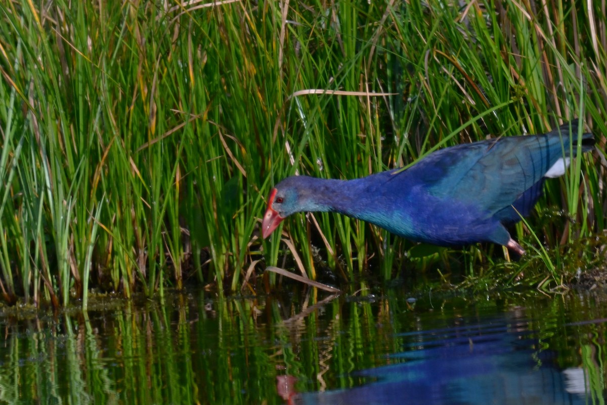 Gray-headed Swamphen - ML646945919