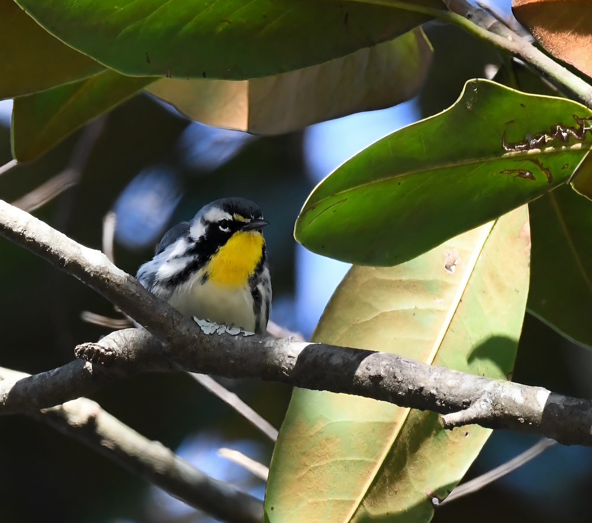 Yellow-throated Warbler - ML646945920