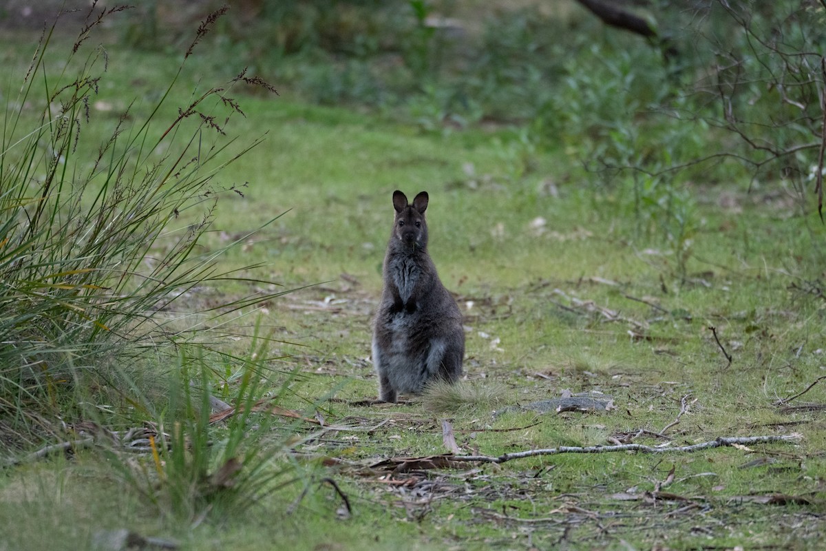 Bennett's Wallaby - ML646945921