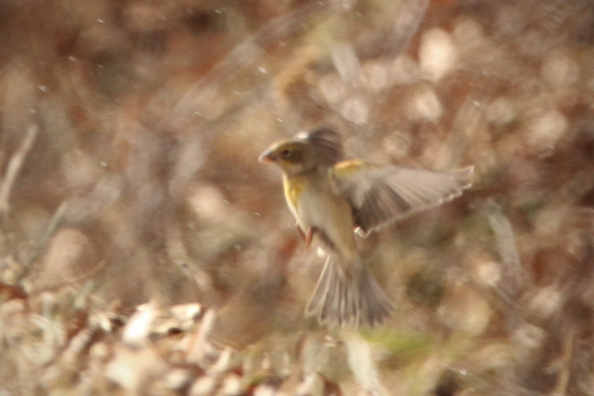 Sarılı Çinte - ML646945922