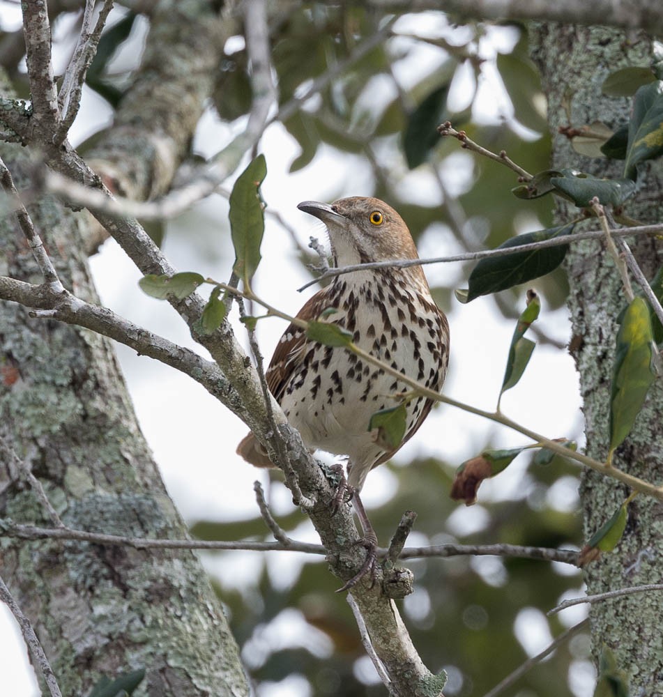 Cuitlacoche Rojizo - ML646945926