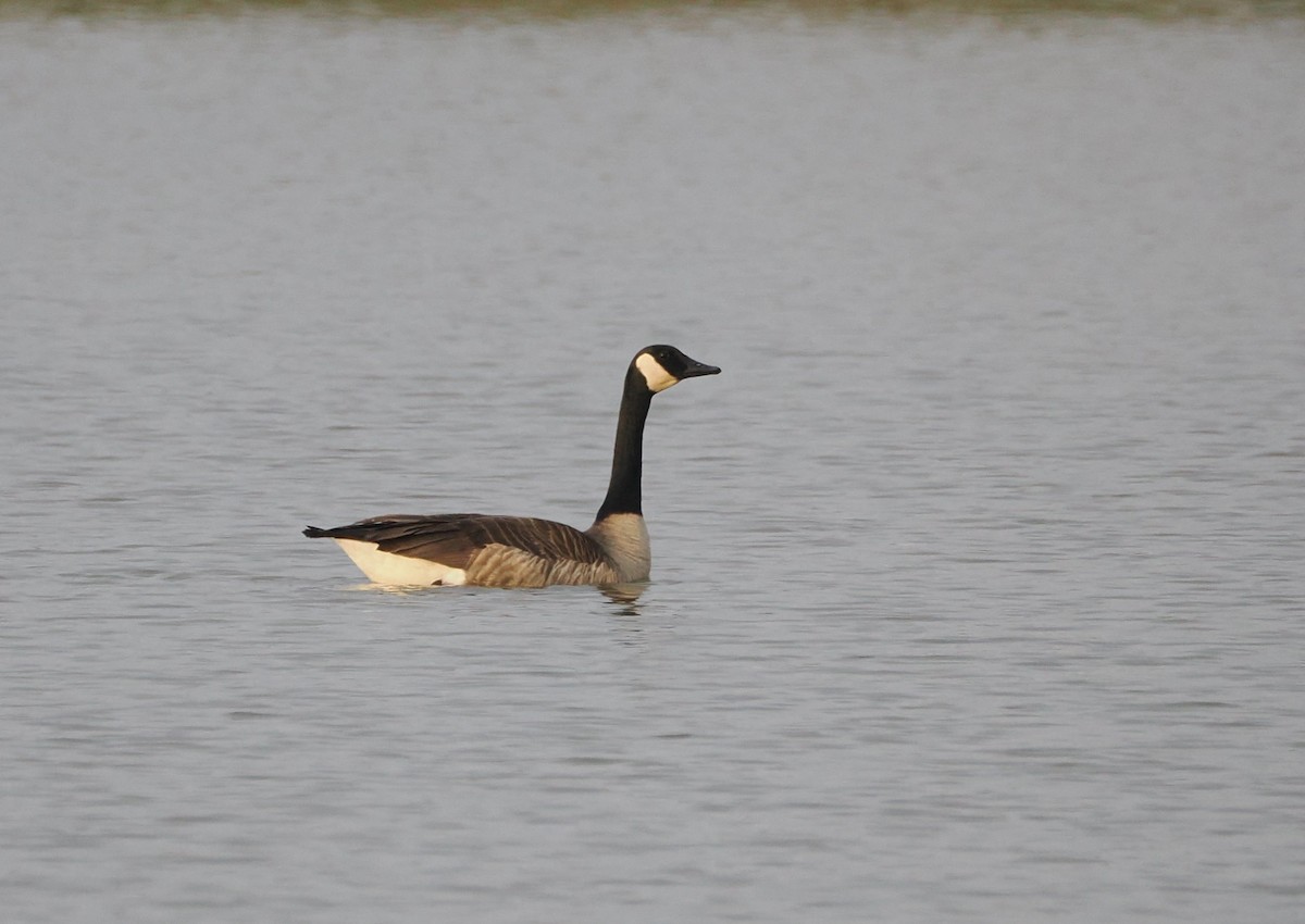 Canada Goose - ML646945927