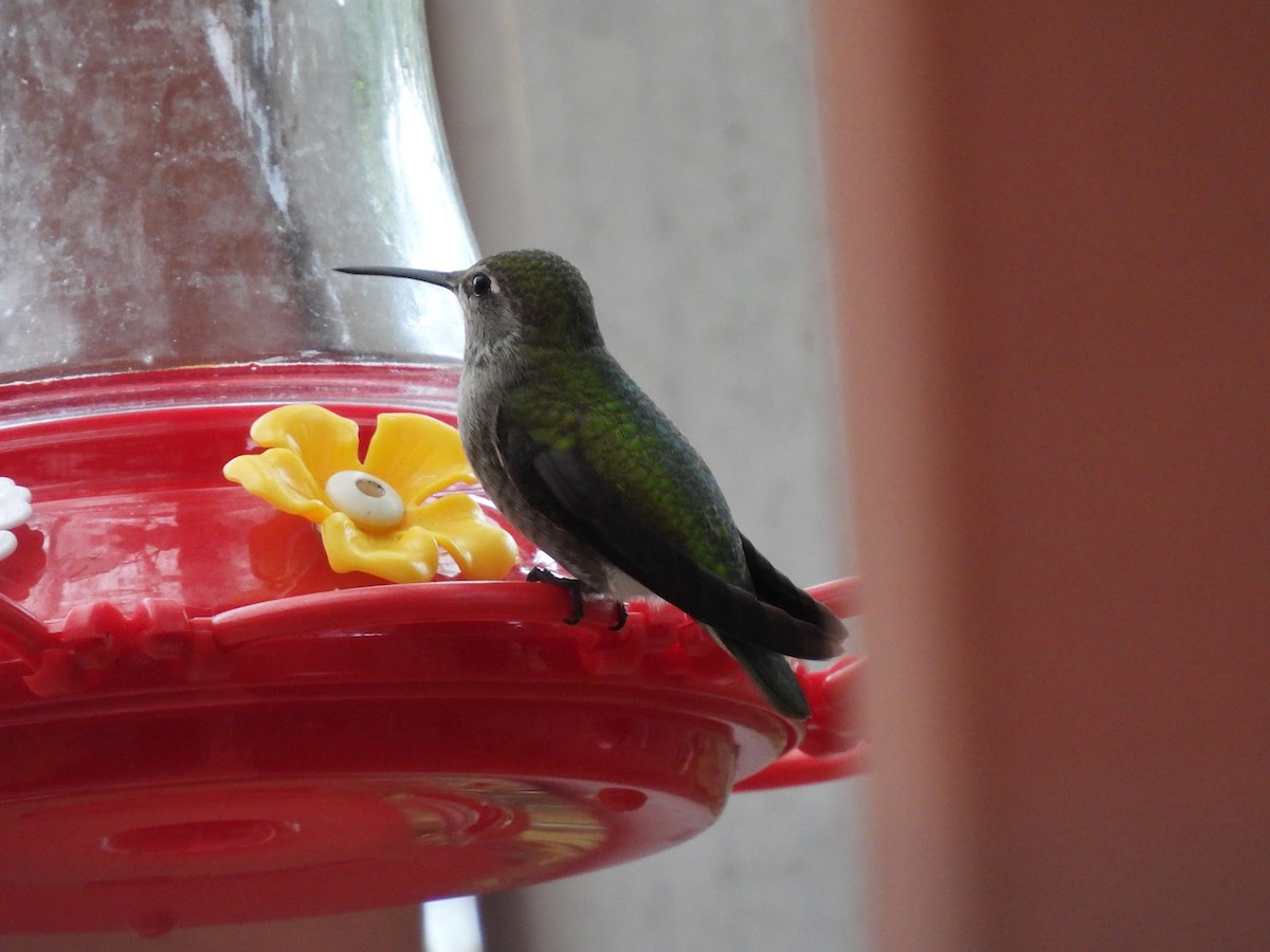 Anna's Hummingbird - ML646945928