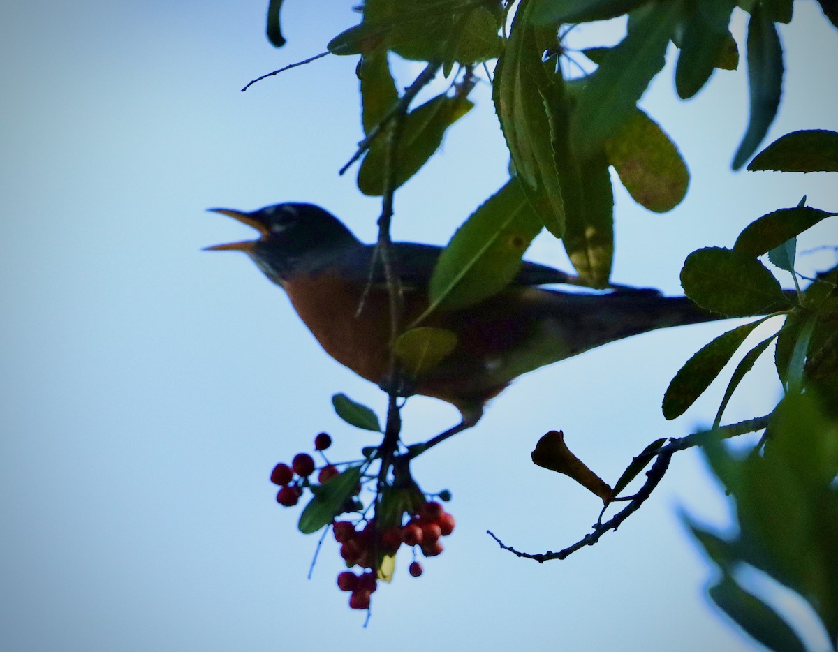 Странствующий дрозд - ML646945934