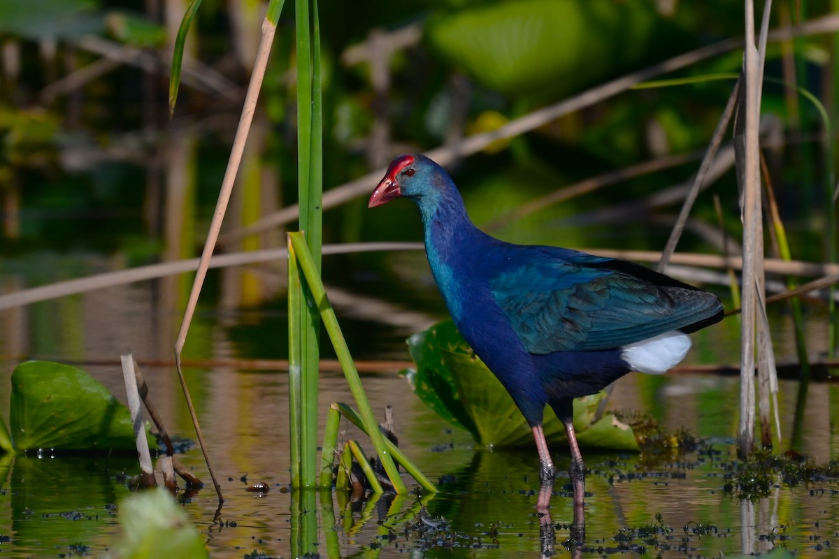 Gray-headed Swamphen - ML646945935