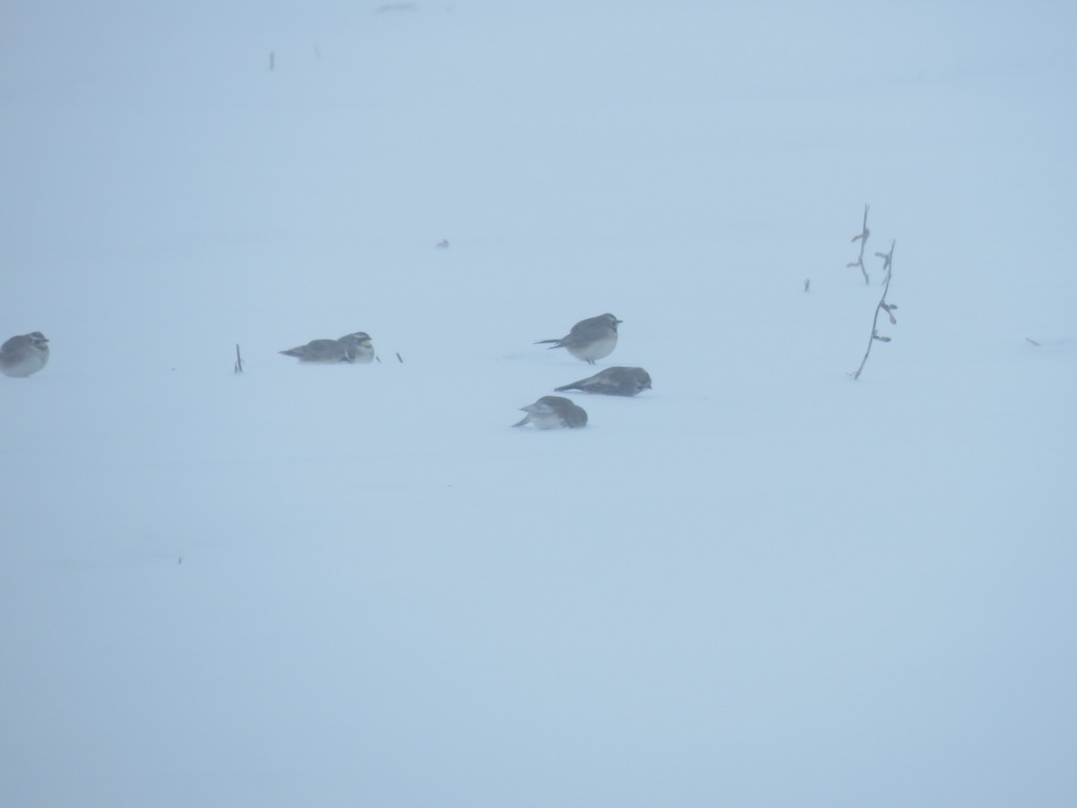 Horned Lark - ML646945936